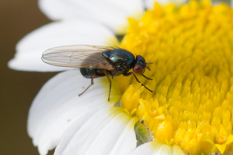 13 Calliopum sp.jpg